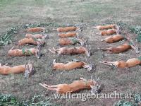 Rehbockjagd in Brunft 350-550 gr in Ungarn