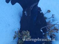 Birkhahn Abschuss