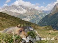 Murmeltierabschuss