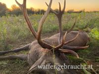 Hirschjagd Ungarn 