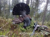 Jagd auf Auerhahn
