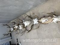 Hirschgeweihe