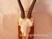 Gamstrophäe, 14 cm