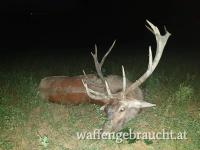 Rothirsch, Damhirschjagd in Ungarn in 2026
