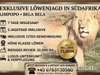 Löwenjagd im Limpopo