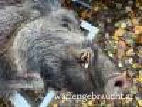 Jagdmöglichkeit auf Schwarzwild