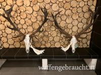 Hochwildrevier im Mittelburgenland 