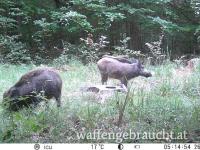 Urlaub mit Jagdmöglichkeit