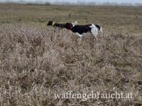 5 Hunde – 5 Flinten | Exklusive Rebhuhnjagd mit deinem Vorstehhund in Ungarn
