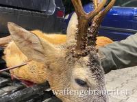 Rehbock Jagd in Ungarn!!