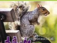 Eichhörnchen Wildtiere in der Stadt