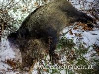 Schwarzwildjagd