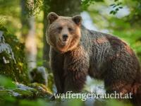 Braunbär 