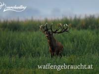 Rothirschjagd in der Brunftzeit in Komitat Vas In der Nähe von Sárvár