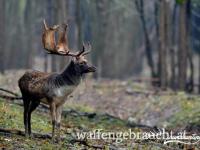 MEDAILLENGEWINNENDE JAGD AUF DAMHIRSCHE NACH DER BRUNFT IN NORDWEST-UNGARN