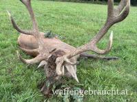 Rothirschjagd in Ungarn