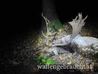Damhirschjagd in Ungarn in 2026