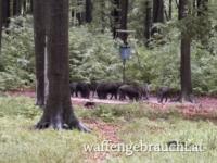 Ausgehrecht westlicher Wienerwald an Jungjäger