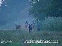 Rothirschjagd in Nordwestungarn