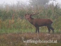 Erntehirsch im Burgenland (Seewinkel)