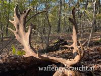 Damhirschjagd in Ungarn in 2026