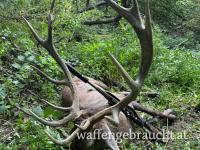 Rothirsch und Damhirschjagd in Ungarn in 2026