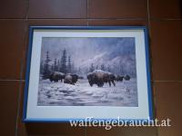 Winterliches Bisonbild von Larry Fanning - Druck aus Amerika mit Holzrahmen