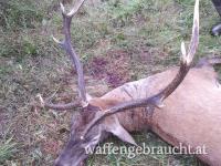 Abschusshirsch und Wildschweinjagd in Westungarn