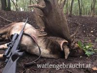Damhirschjagd in Ungarn