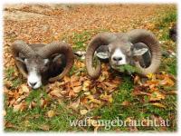 TOP MUFFELJAGD in der SLOWAKEI