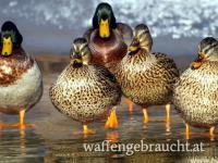 Fasan, Enten, Rebhuhn und Feldhase Jagd in Ungarn