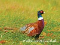 Fasan, Enten, Rebhuhn und Feldhase Jagd in Ungarn