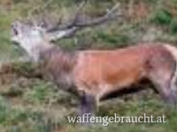 Abschuß eines Hirsch der Klasse 1 oder 2 in der Brunft 🌿 in Oberkärnten 