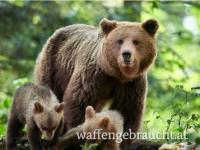 Braunbär 