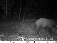 Urlaub mit Jagdmöglichkeit auf Schwarzwild