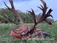Starke Rothirsche in Brunft