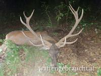 Starke Rothirsche in Brunft