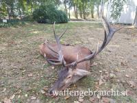 Rothirschjagd 11-13 kg in Südwestungarn