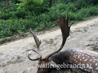 Damhirschjagd in Ungarn