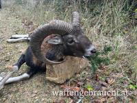 Ausgehrecht 2027 - Waldviertel Bezirk Horn