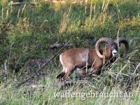 Gold-Medaillen Widder am Leithagebirge (Burgenland)