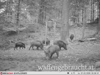 Ausgehrecht mittleres Burgenland