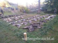 3 Tage Drückjagd in Tschechien