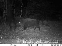 Ausgehrecht auf Schwarzwild
