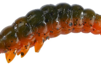 Balzer Gummiengerling Bazillus Grün