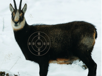 Jagdscheibe Öst.GAMS.86x122+Spiegel10STk.